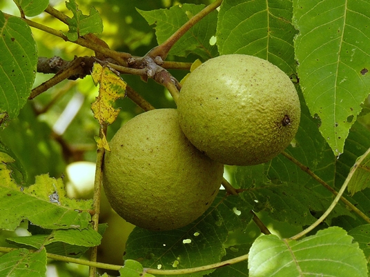 {Juglans nigra}